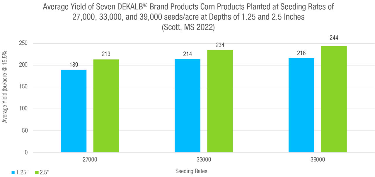 Figure 2. Average yield of seven DEKALB® brand corn products planted at a seeding rate of 27,000 was 189 and 213 bu/acre for seeding depths of 1.25 and 2.5 inches respectively; average yield at a seeding rate of 33,000 seeds/acre was 214 and 234 bu/acre for seeding depths of 1.25 and 2.5 inches respectively; average yield at a seeding rate of 39,000 seeds/acre was 216 and 244 bu/acre for seeding depths of 1.25 and 2.5 inches respectively.  Bayer Learning Center at Scott, MS in 2022. 